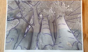 Collage Brocéliande , le projet
