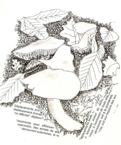 Des champignons sur le chemin dans la limite de 1km autour du domicile !