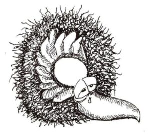 Oiseau en forme de lettrine Q majuscule