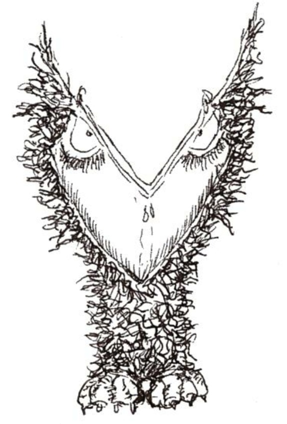 Oiseau en forme de lettrine Y majuscule